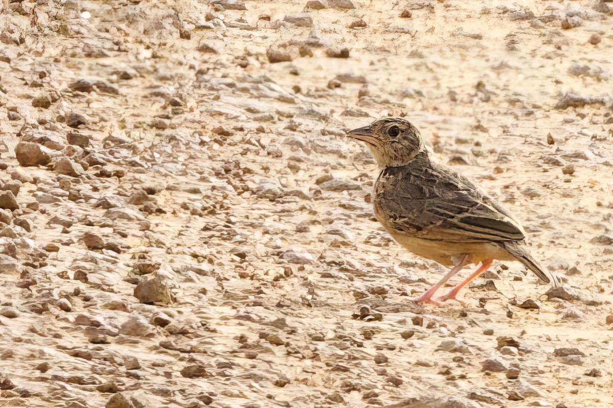 Flappet Lark - ML640580433
