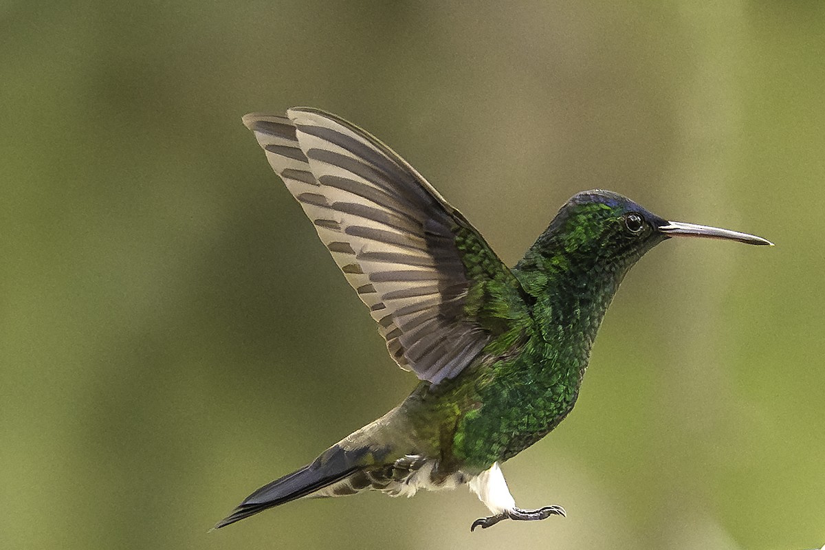 Indigo-capped Hummingbird - ML640580597