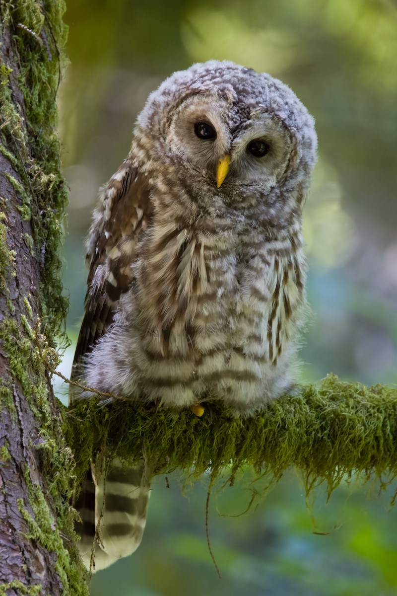 Barred Owl - ML640580807