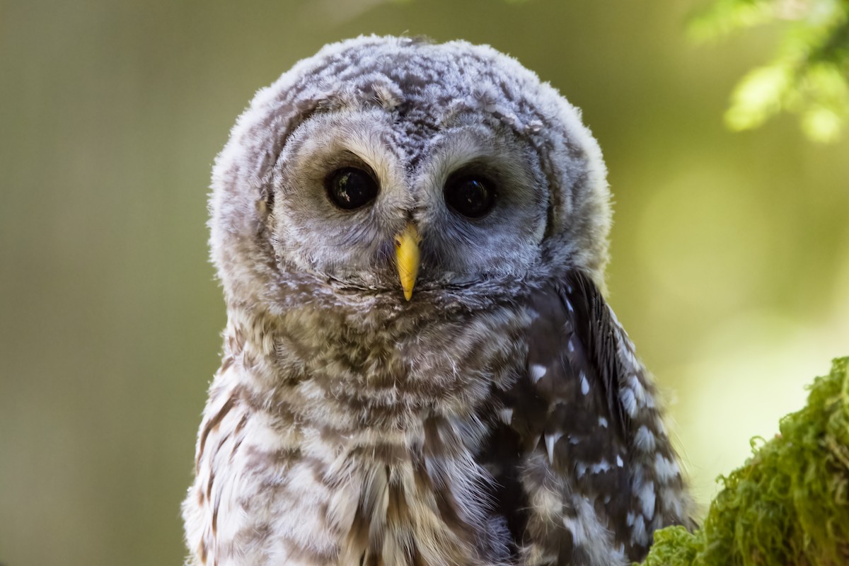 Barred Owl - ML640580808