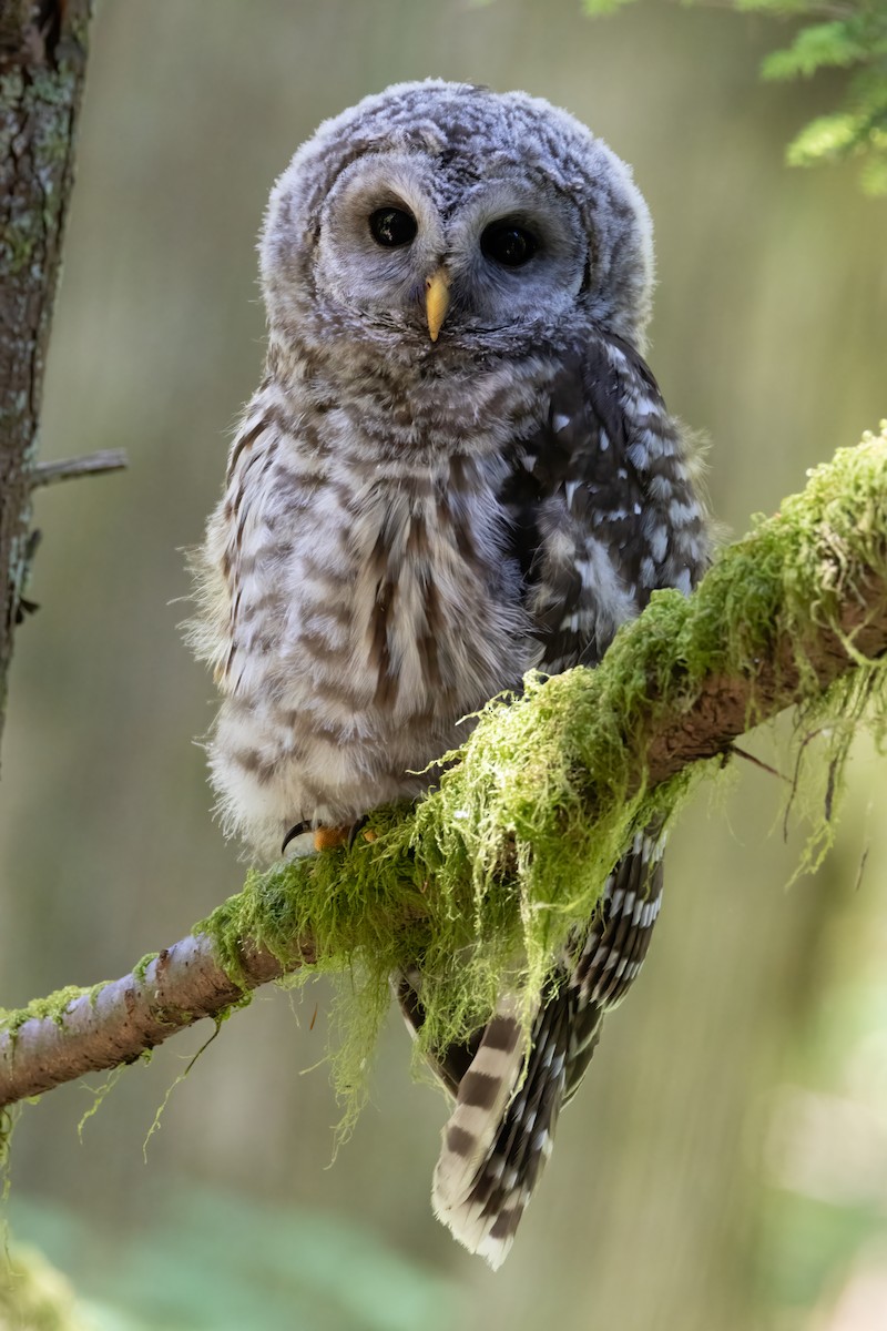 Barred Owl - ML640580810