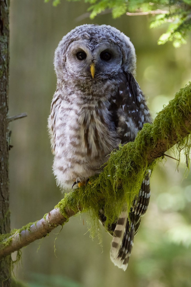 Barred Owl - ML640580812