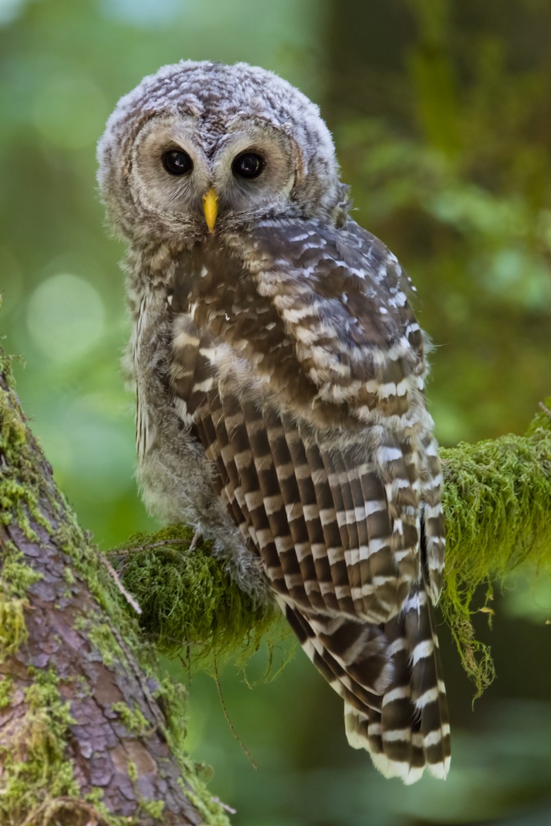 Barred Owl - ML640580813