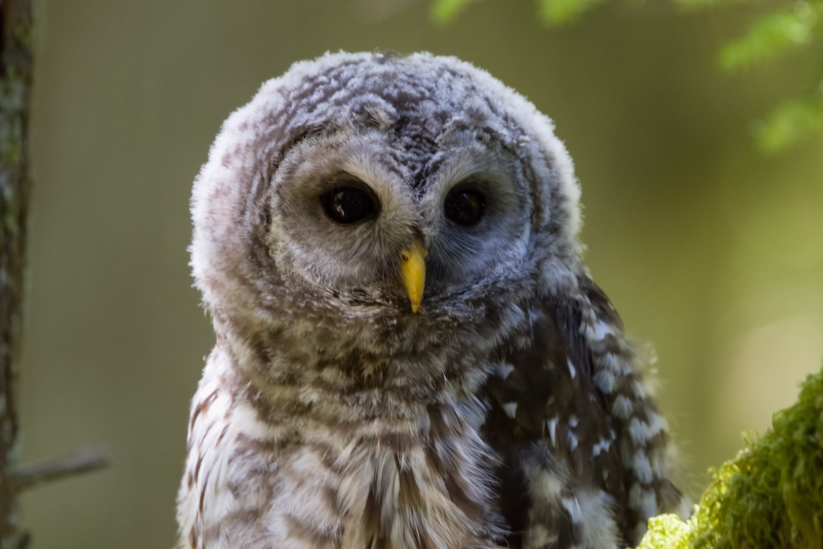Barred Owl - ML640580814