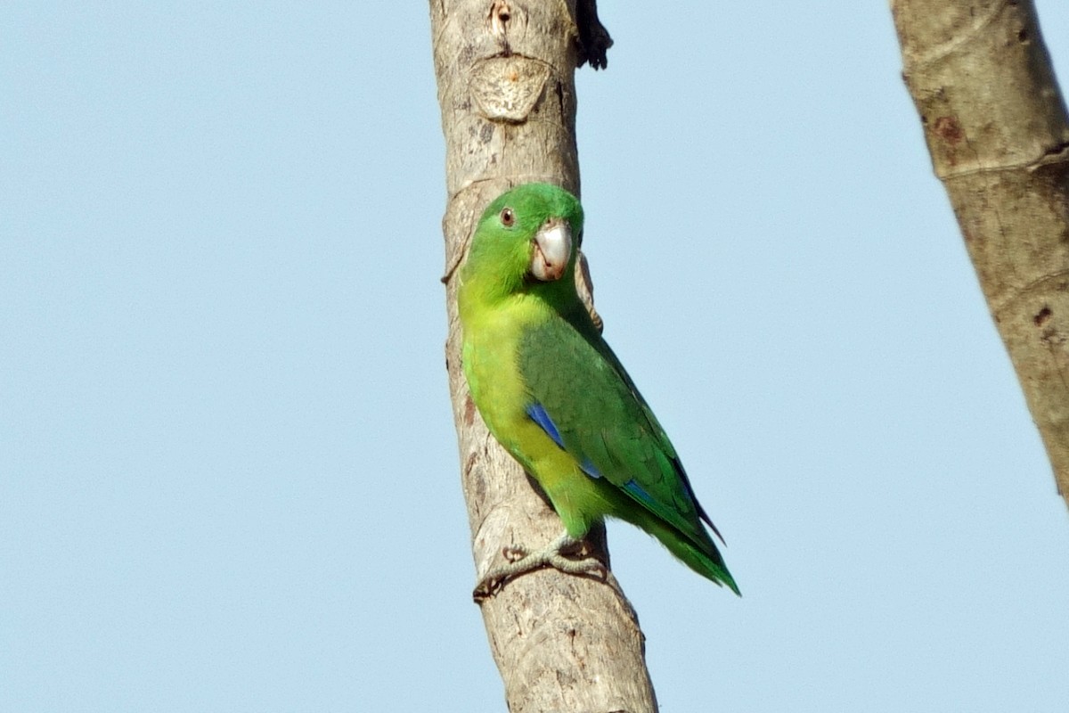 Riparian Parrotlet - ML640580825