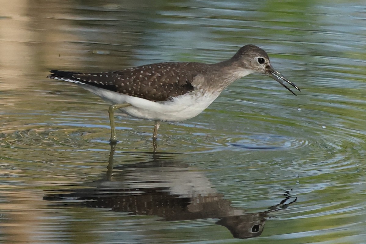 eremittsnipe - ML640580830