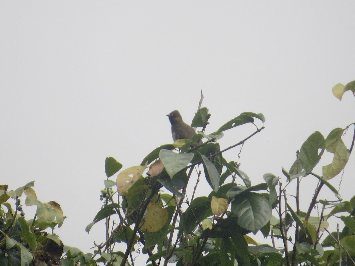 Orange-spotted Bulbul - ML640580853
