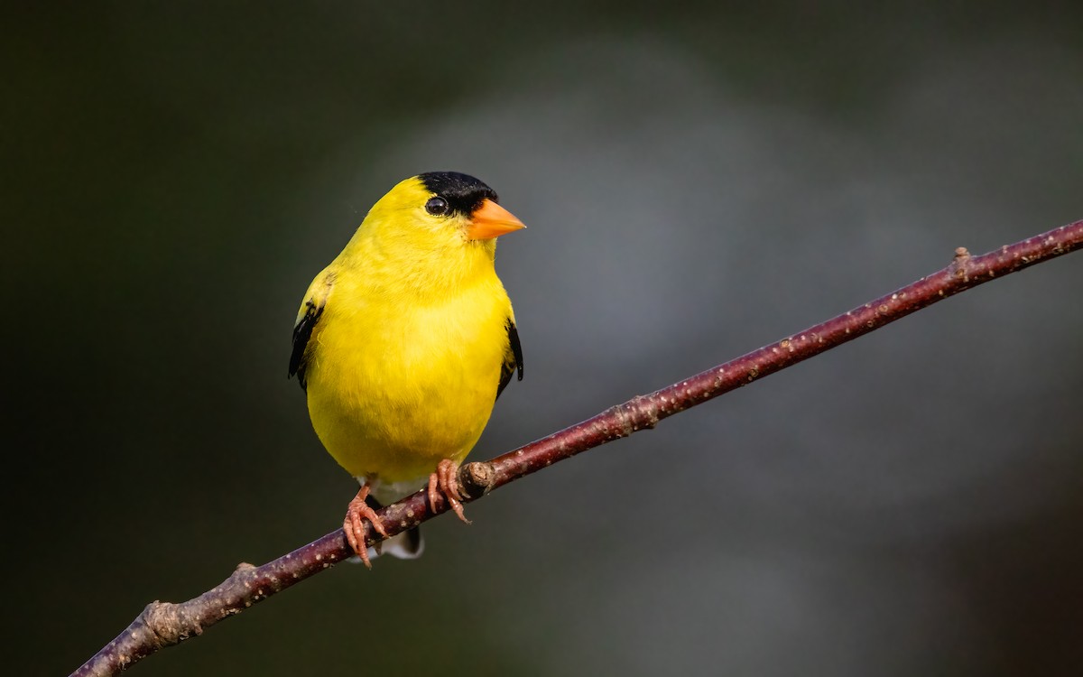 American Goldfinch - ML640580882