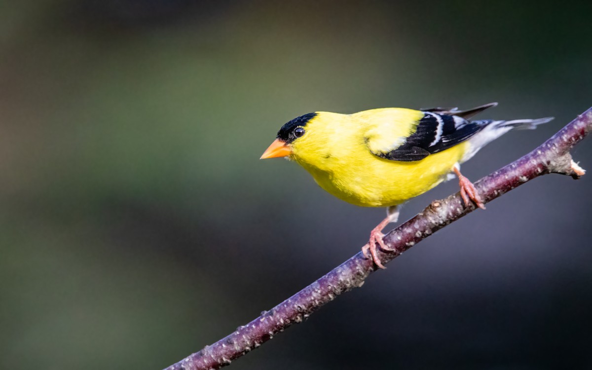 American Goldfinch - ML640580889