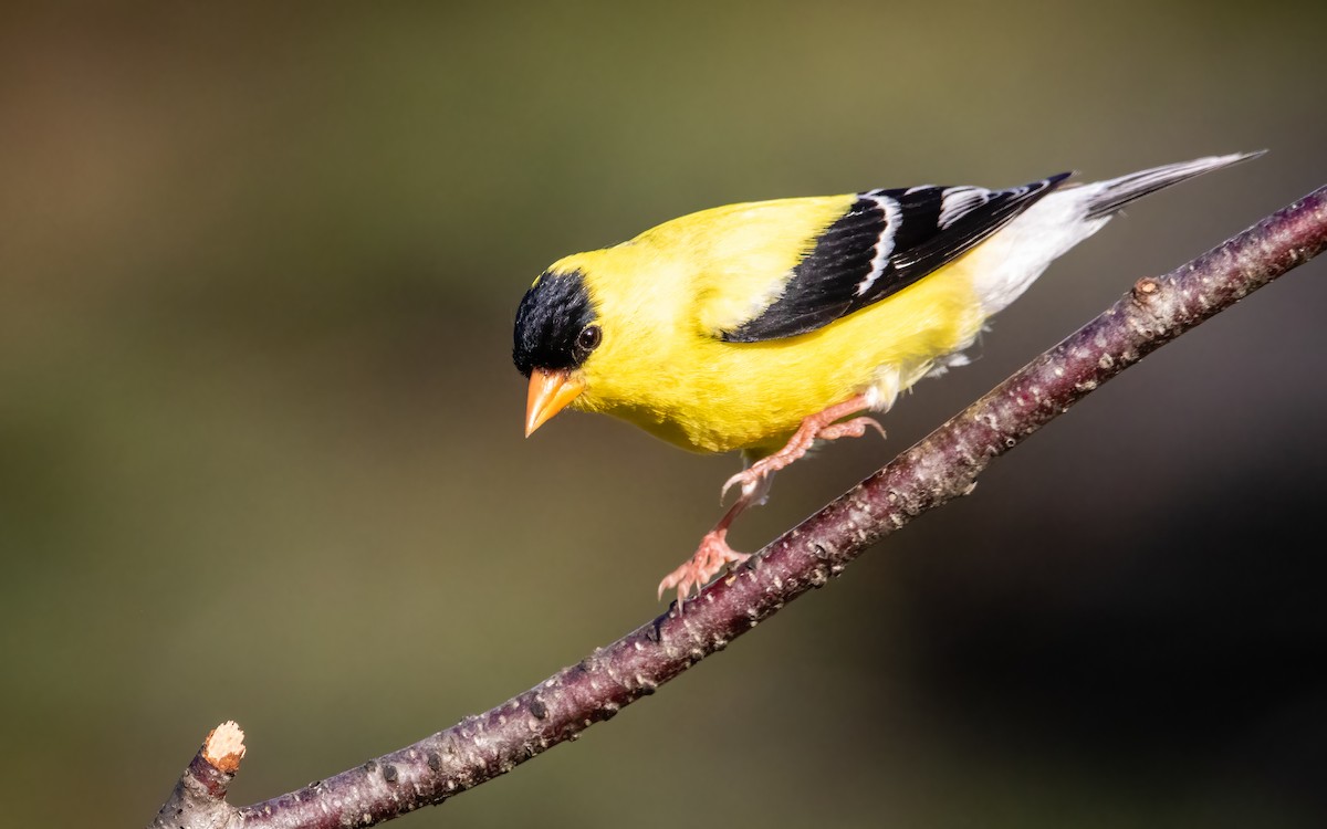 American Goldfinch - ML640580894