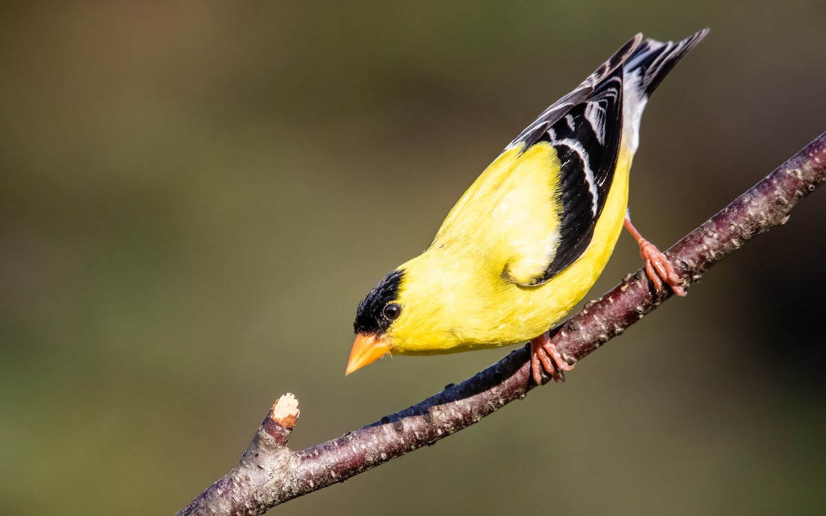 American Goldfinch - ML640580895