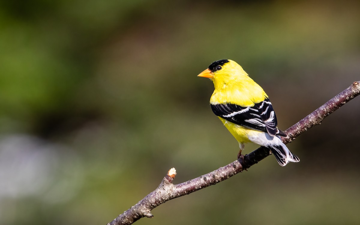 American Goldfinch - ML640580901