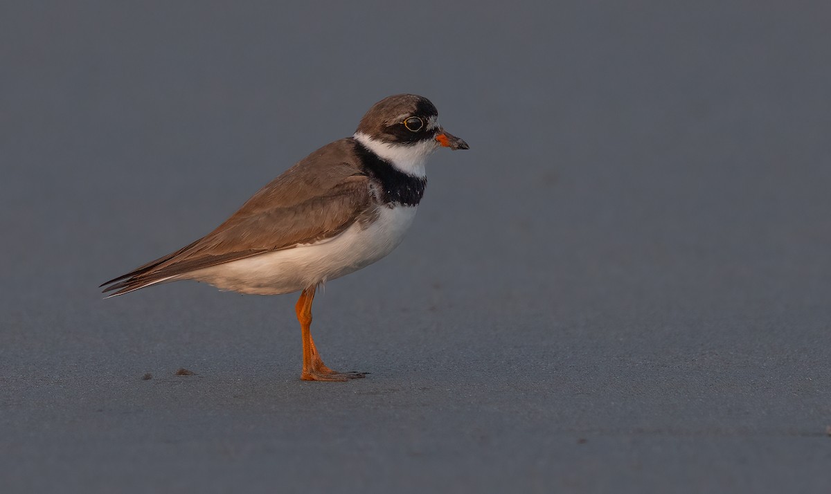 kulík kanadský - ML640580907