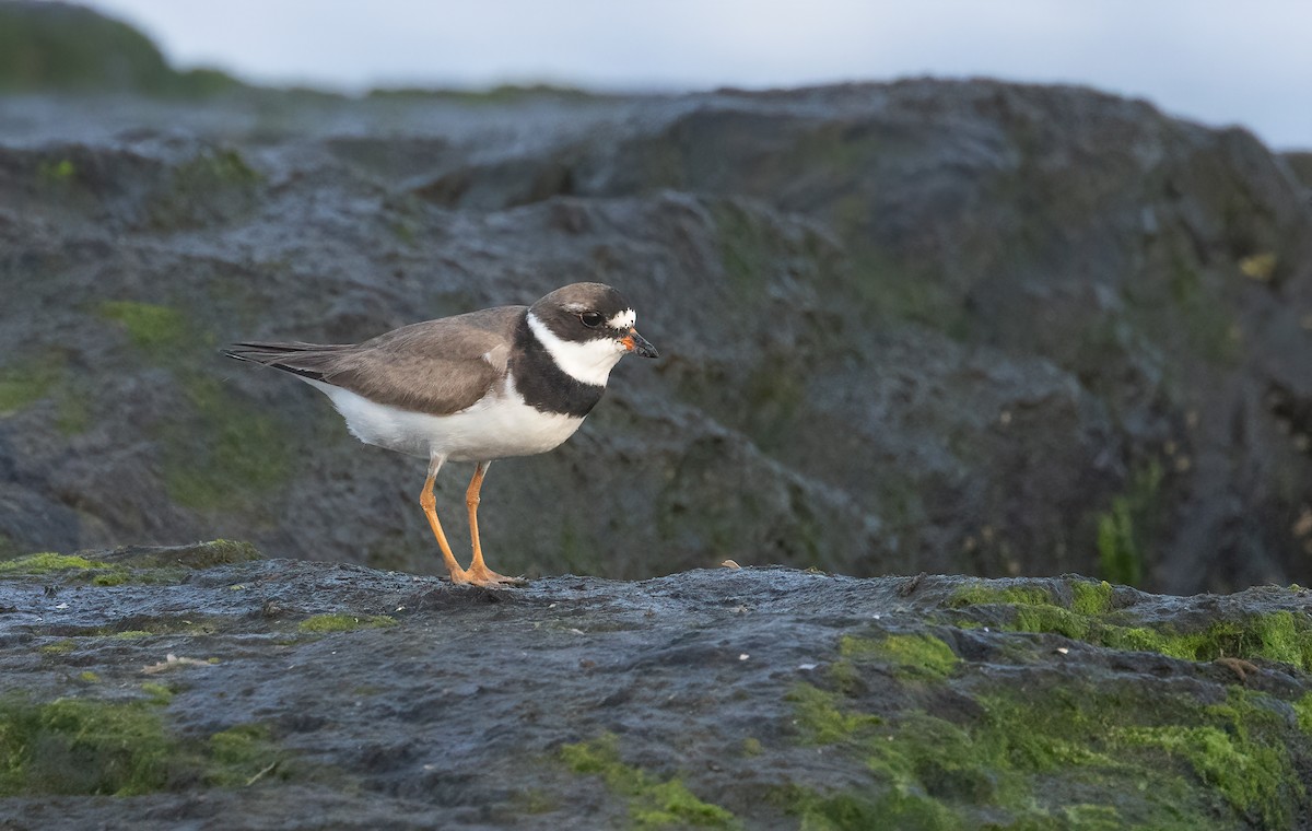 kulík kanadský - ML640580930