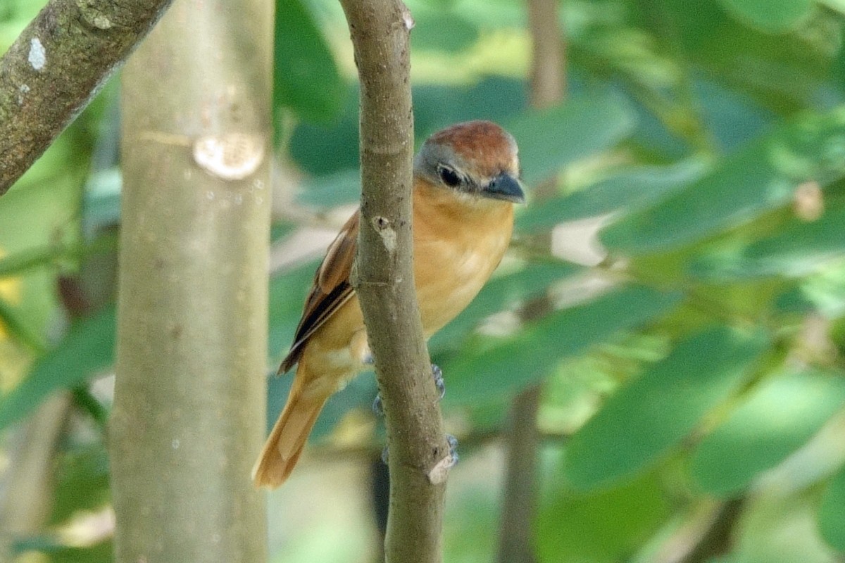 Bécarde à calotte rousse - ML640580933