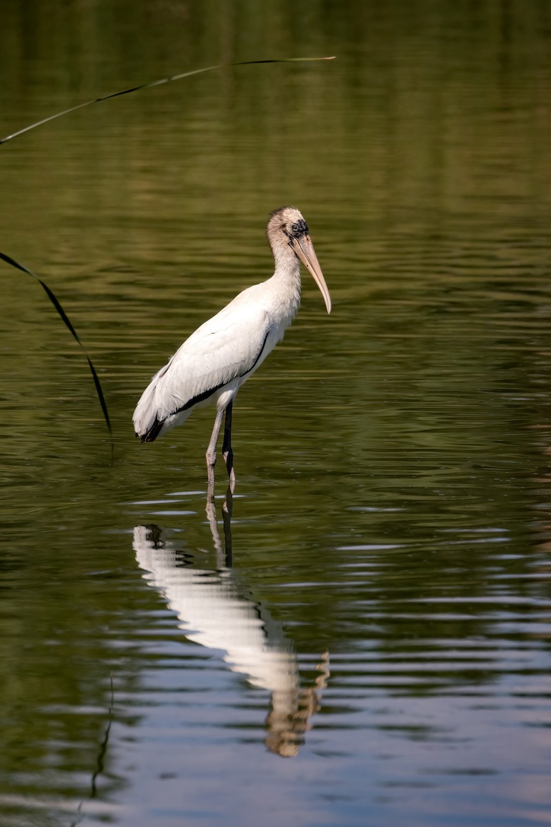 Wood Stork - ML640580972