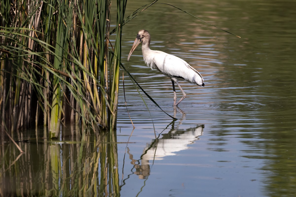 Wood Stork - ML640580977