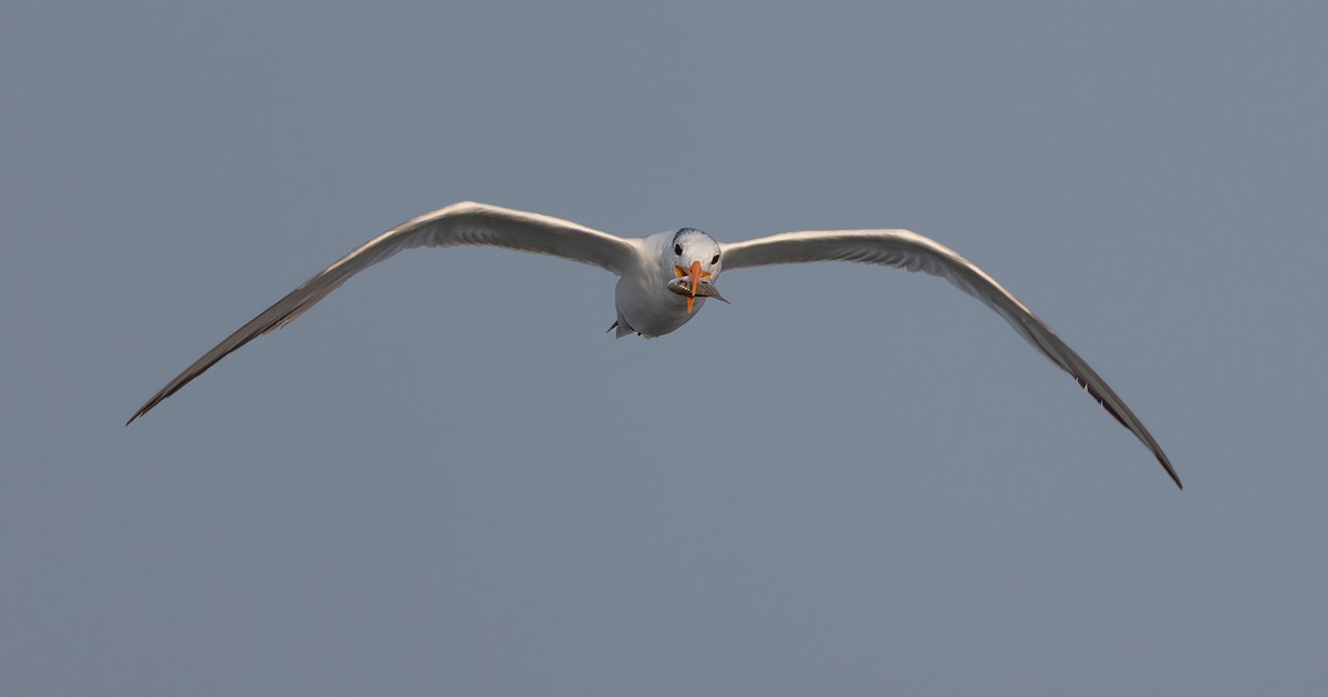 rybák královský - ML640580997