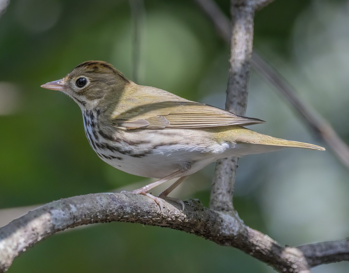 Ovenbird - ML640581015