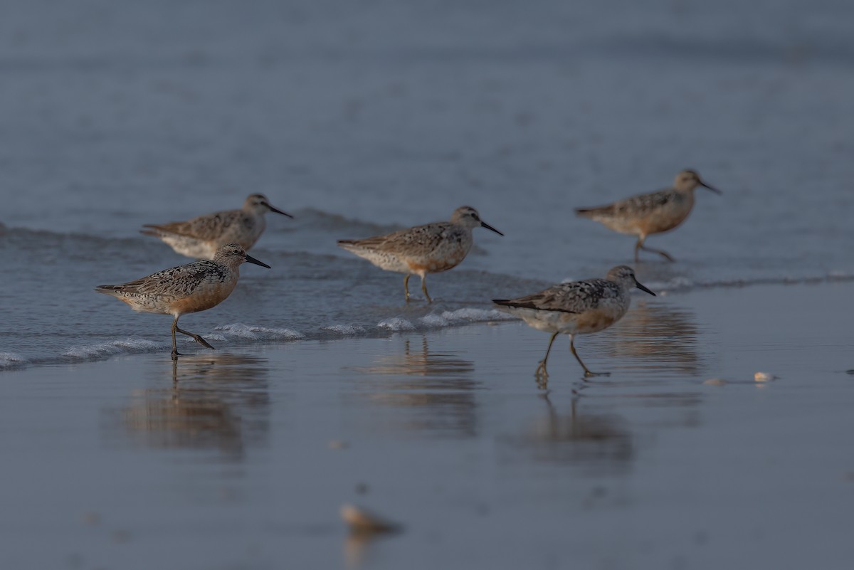 jespák rezavý - ML640581034