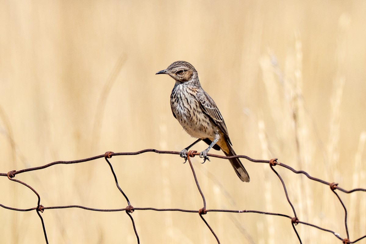 Sage Thrasher - ML640581035