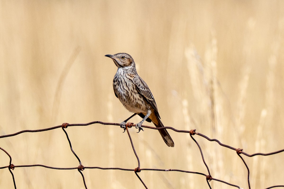 Sage Thrasher - ML640581036