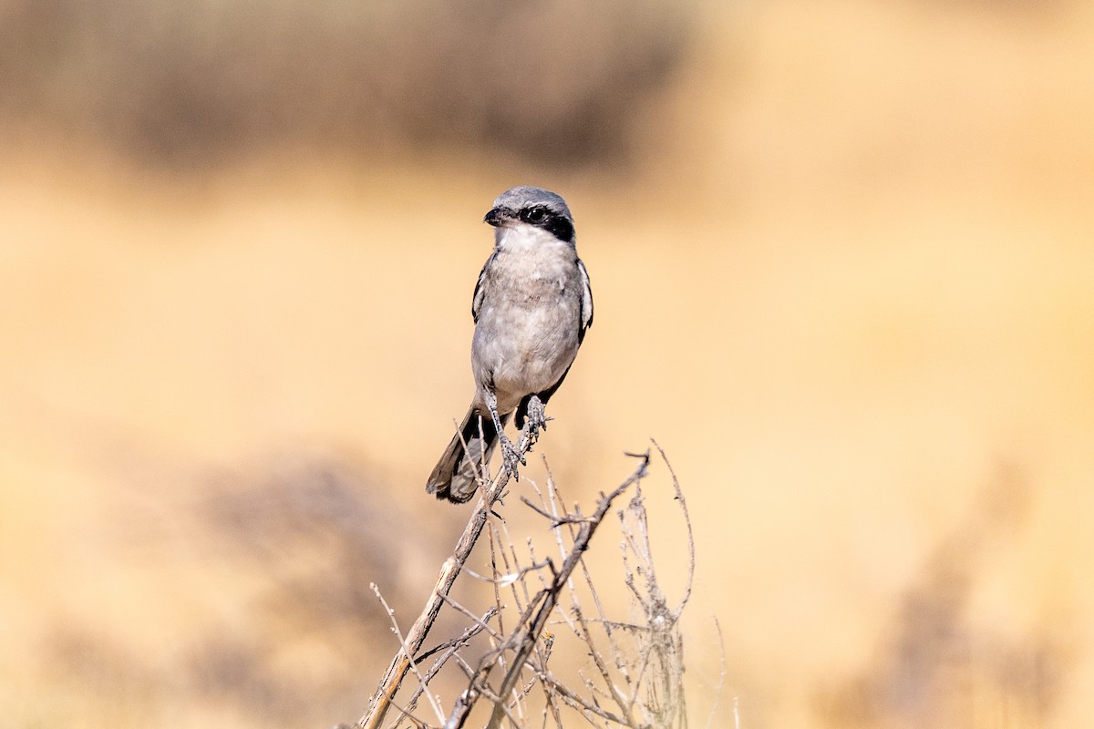 Loggerhead Shrike - ML640581046