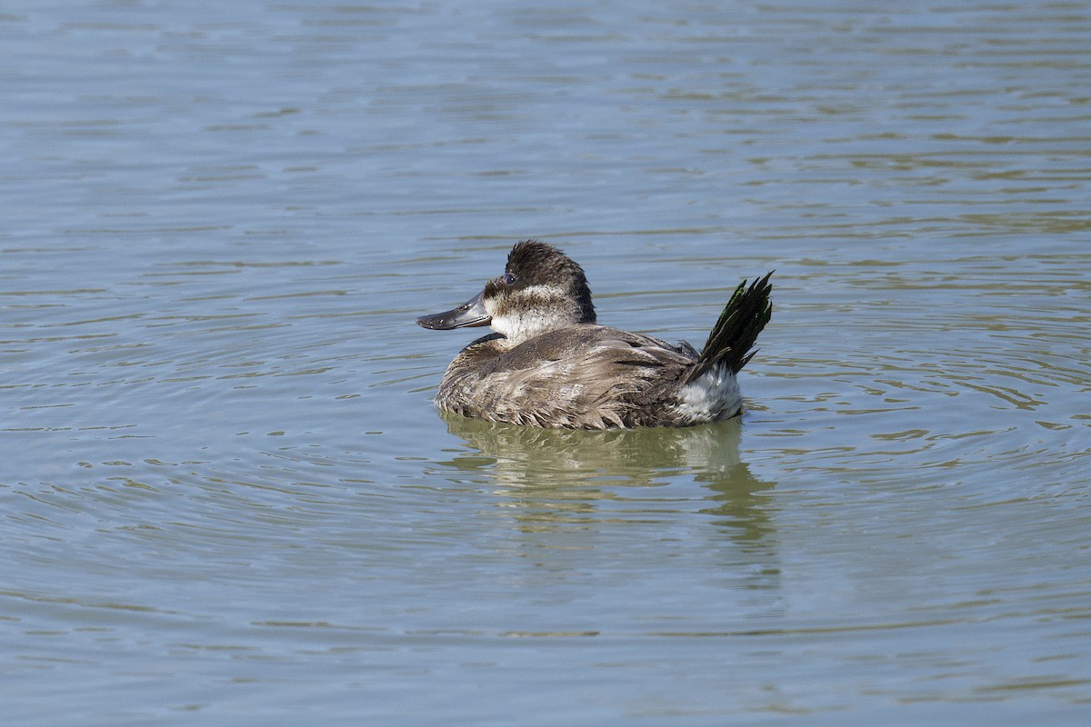 Ruddy Duck - ML640581053