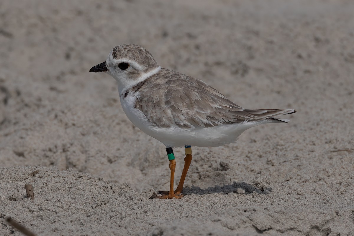 kulík pisklavý - ML640581074