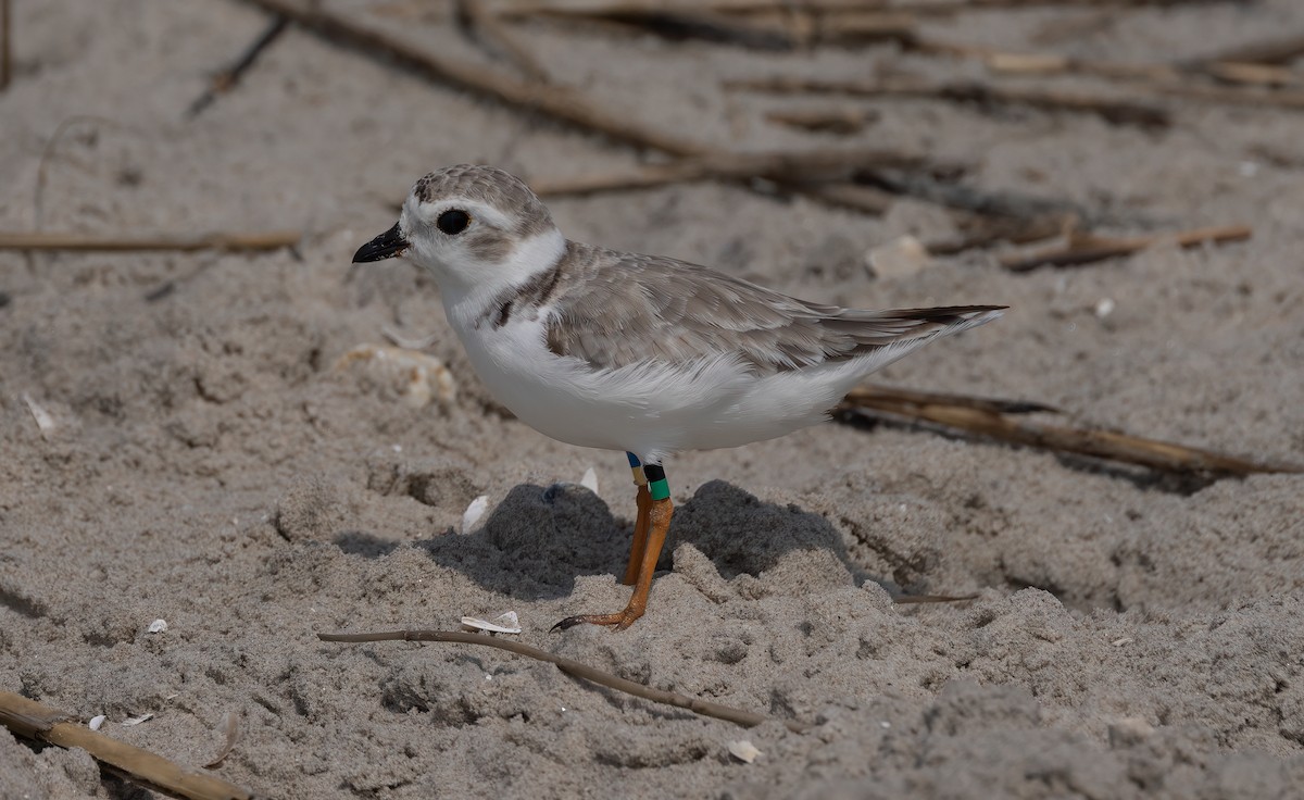 kulík pisklavý - ML640581075