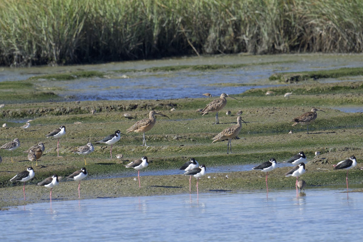 Long-billed Curlew - ML640581086