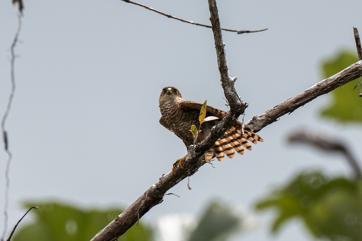 Tiny Hawk - ML640581087