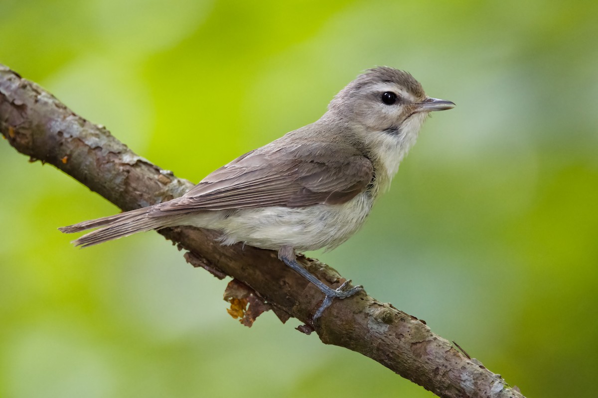 Western Warbling Vireo - ML640581092