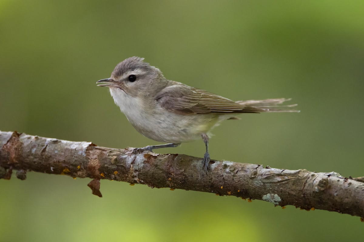 Western Warbling Vireo - ML640581093