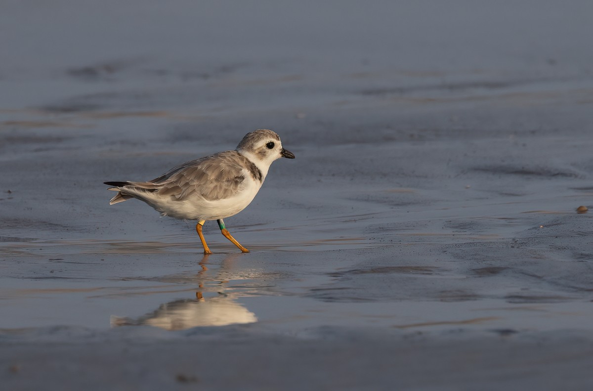 kulík pisklavý - ML640581097