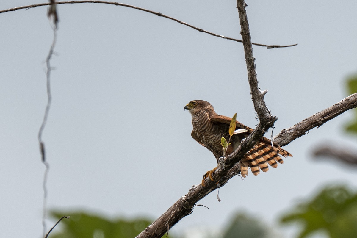 Tiny Hawk - ML640581108
