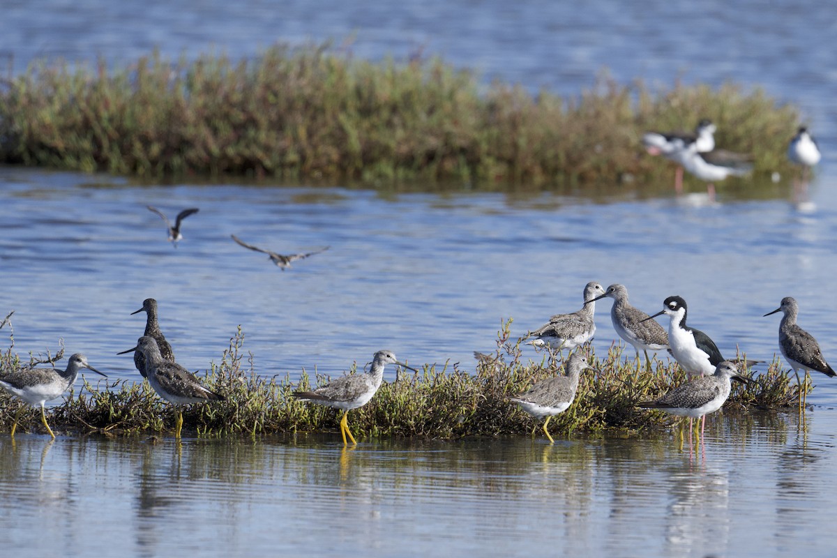 Greater Yellowlegs - ML640581117