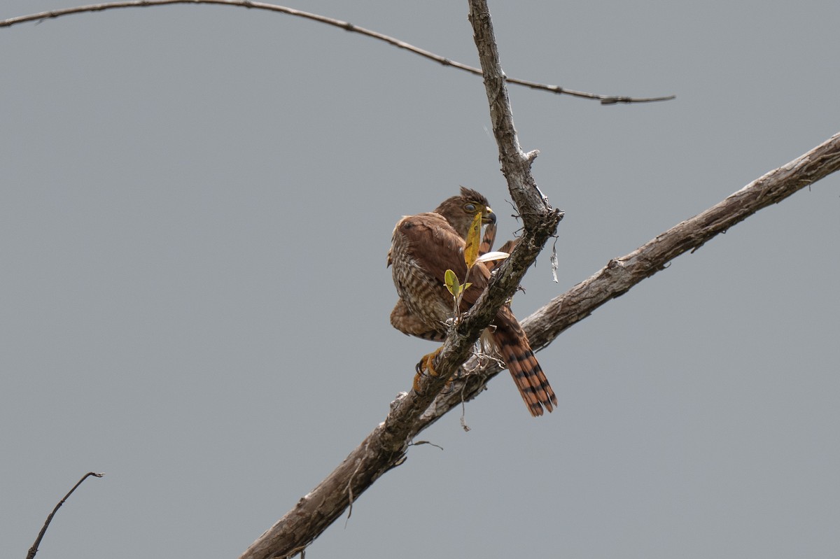Tiny Hawk - ML640581124