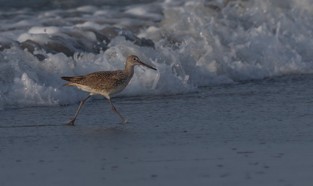 vodouš břehoušovitý - ML640581127