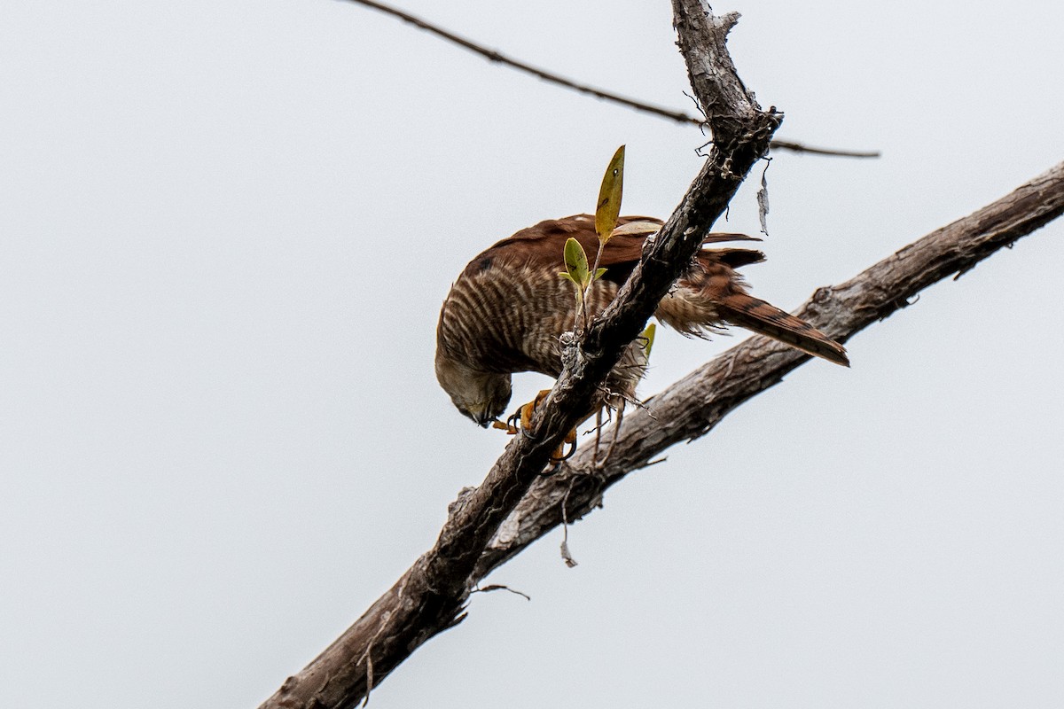 Tiny Hawk - ML640581141