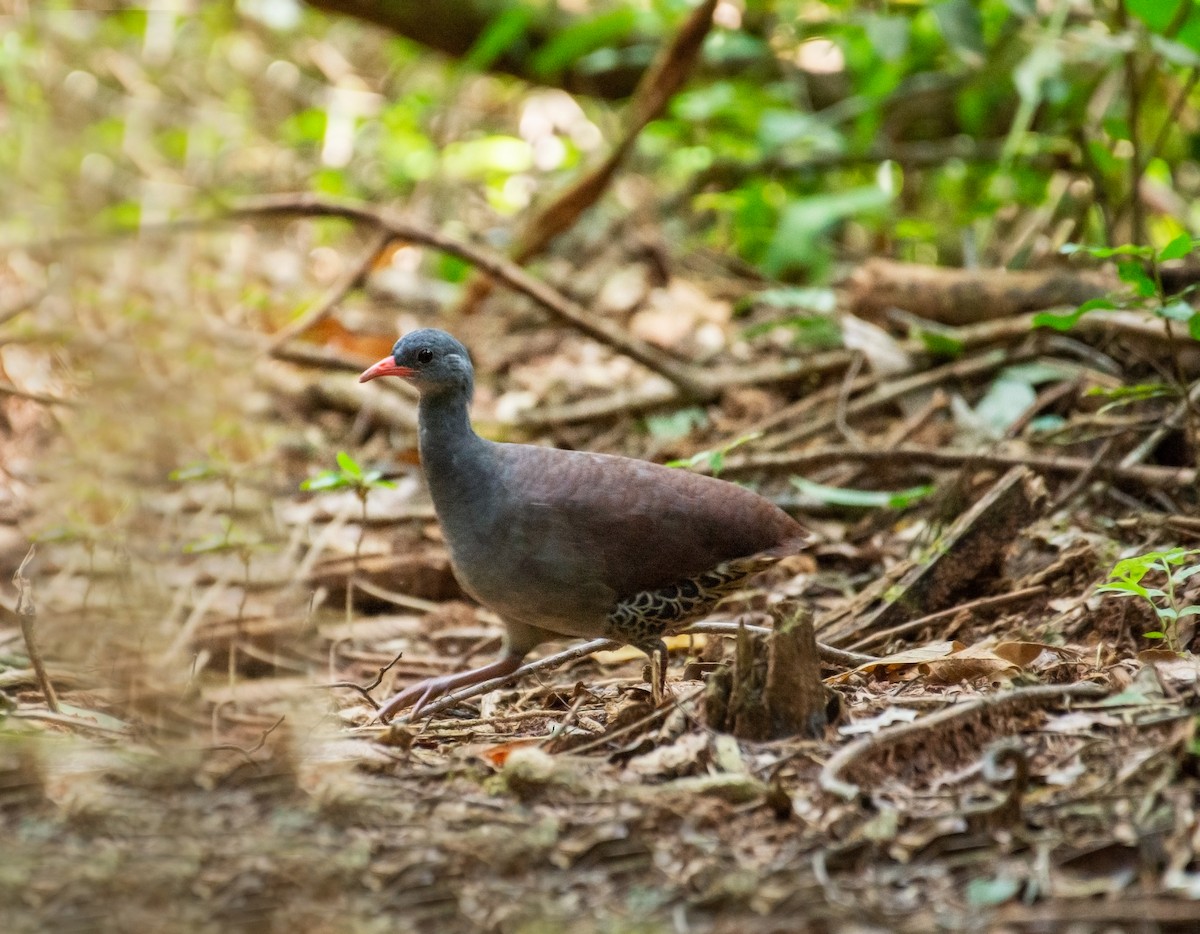 Tataupa Tinamou - ML640581143