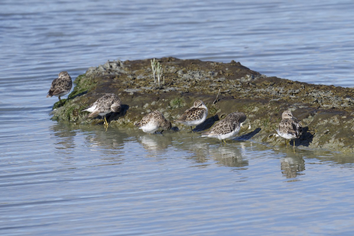 Least Sandpiper - ML640581145
