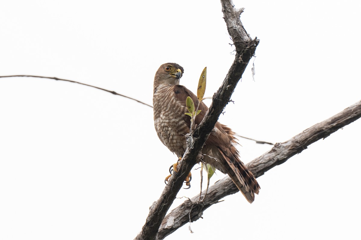 Tiny Hawk - ML640581164