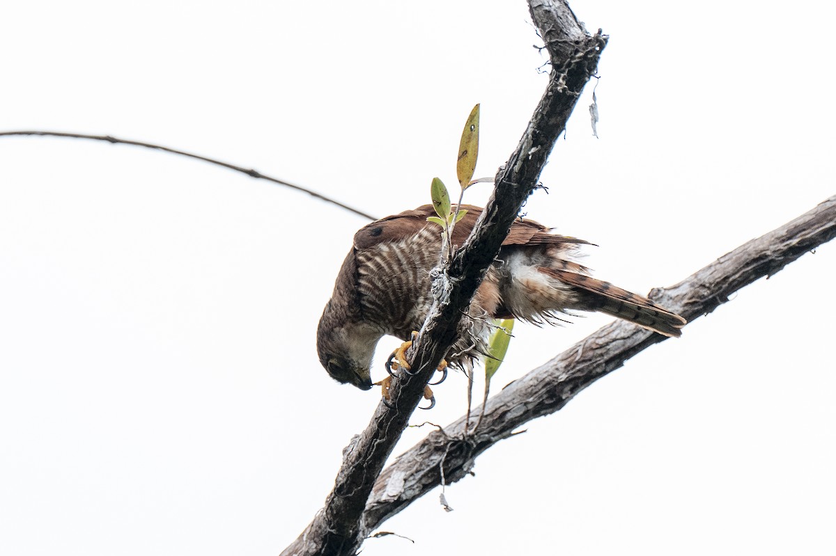 Tiny Hawk - ML640581166