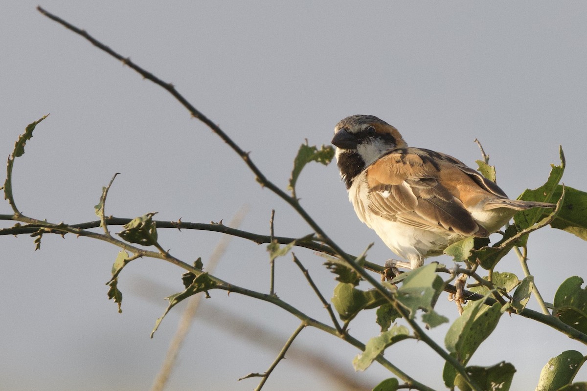 Shelley's Rufous Sparrow - ML640581170