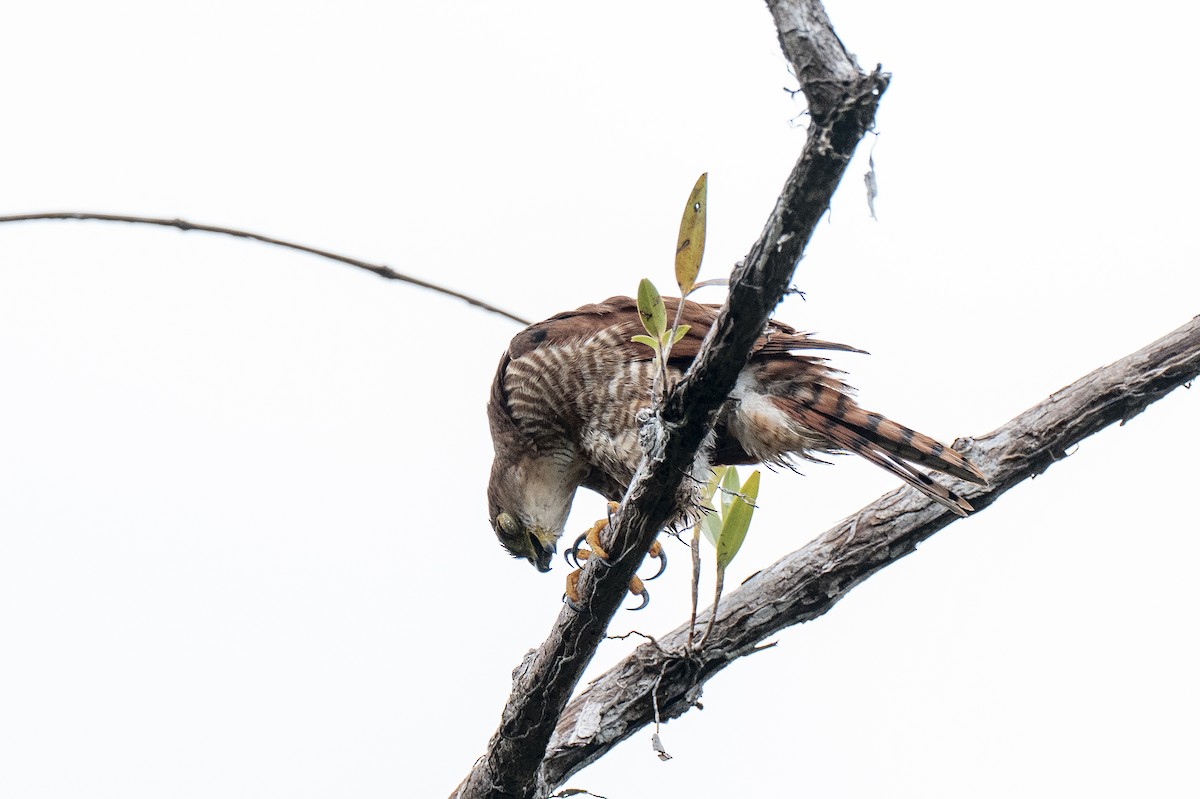 Tiny Hawk - ML640581186