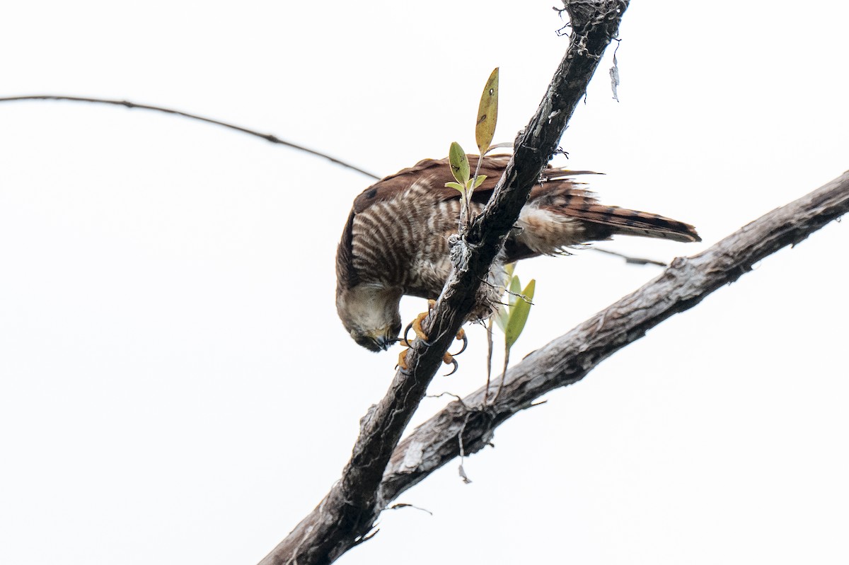 Tiny Hawk - ML640581190