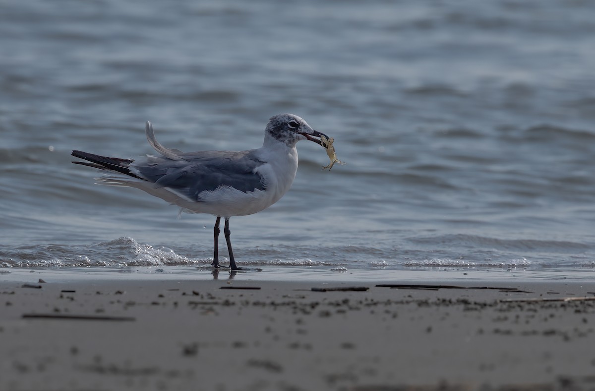 racek karibský - ML640581194