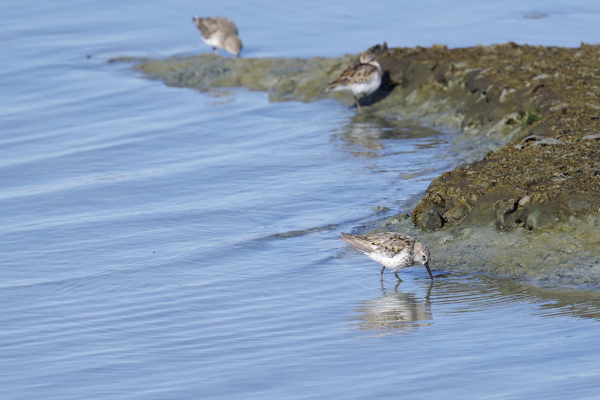 Western Sandpiper - ML640581196