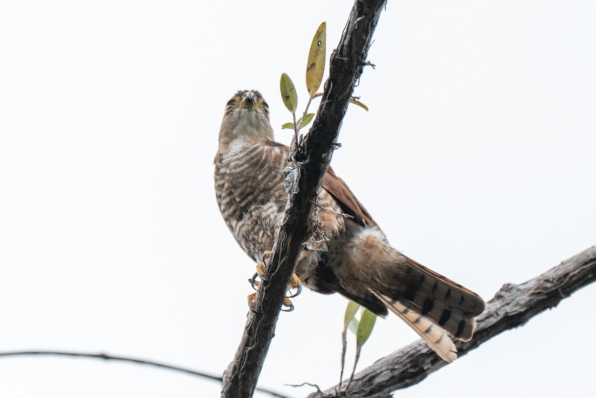 Tiny Hawk - ML640581215